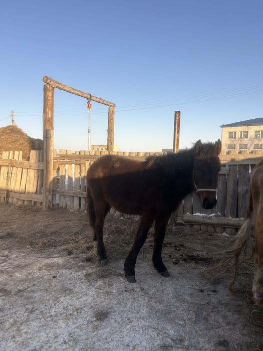 Жабагы сатамын срочно