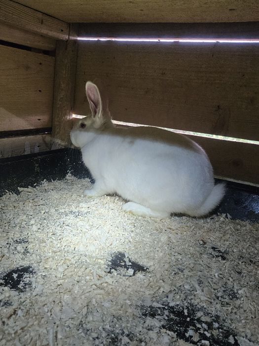 Iepuri Hycole francez