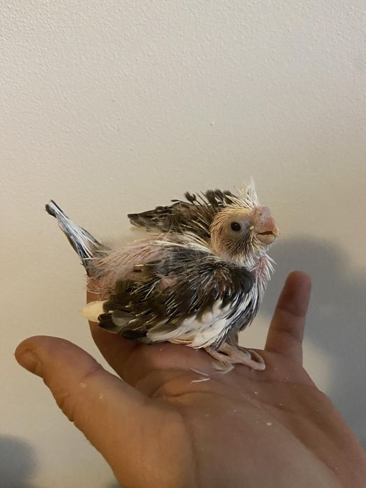 Pui nimfe crescuți la mana