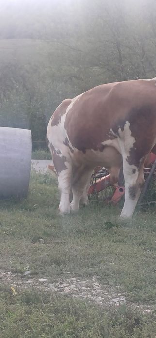 Vând taur bălțat