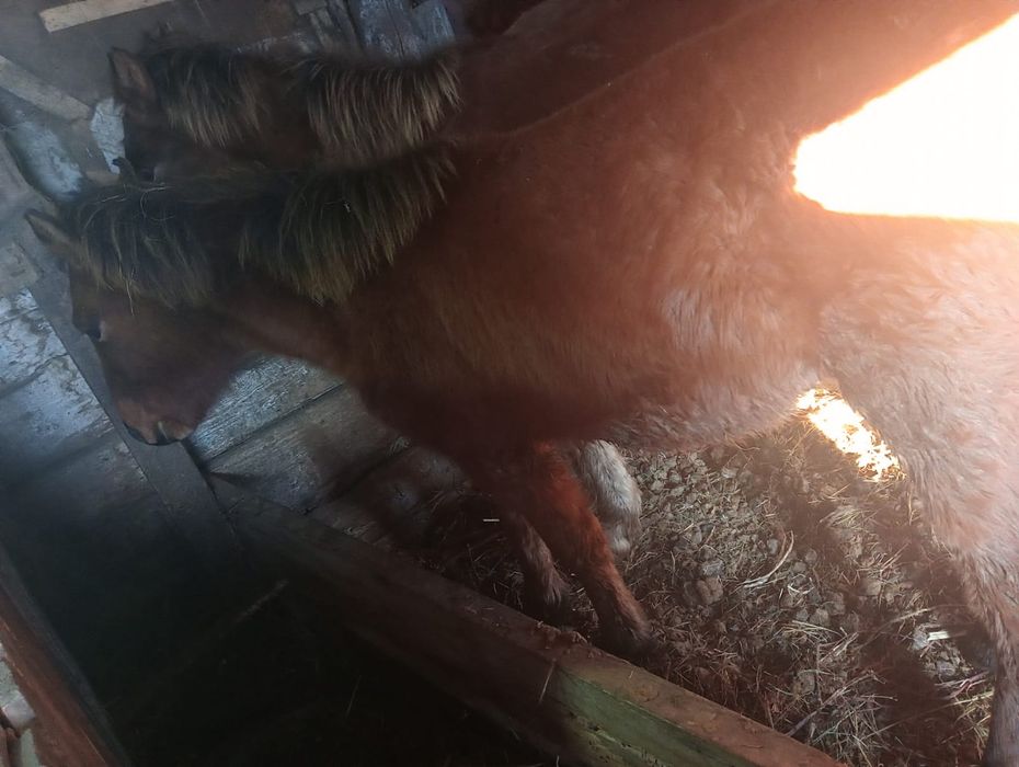 Продается Жабагы