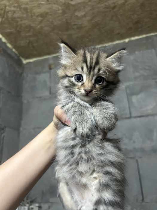 два котенка вместе с кошкой (мама)