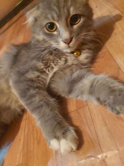 Срочно продаю котёнка