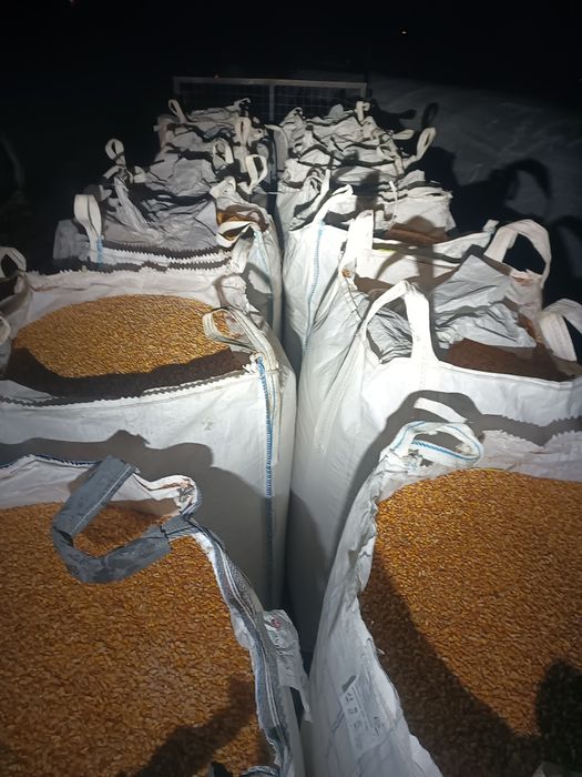 Porumb boabe Pioneer, iarna combinat