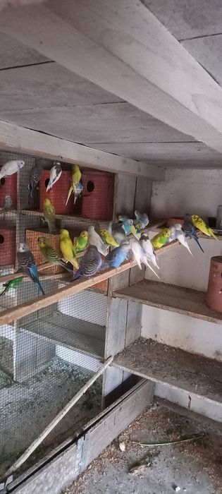 Pui peruși de vînzare