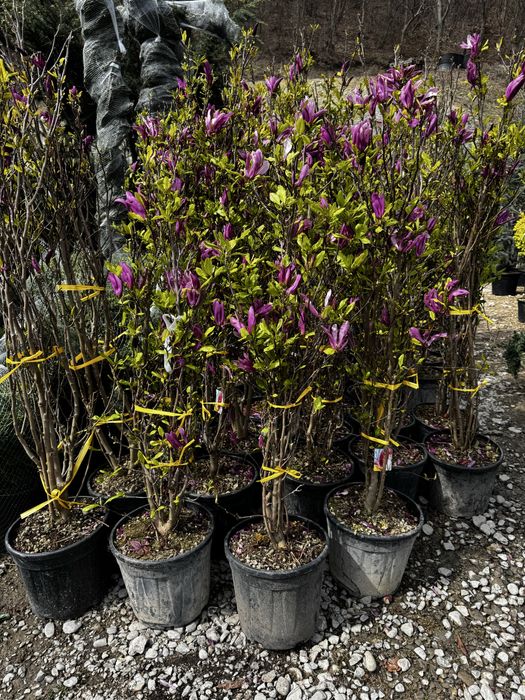 Plante ornamentale pentru curte gradina sau terasa