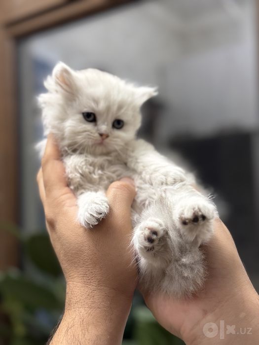 Продаются милые котята