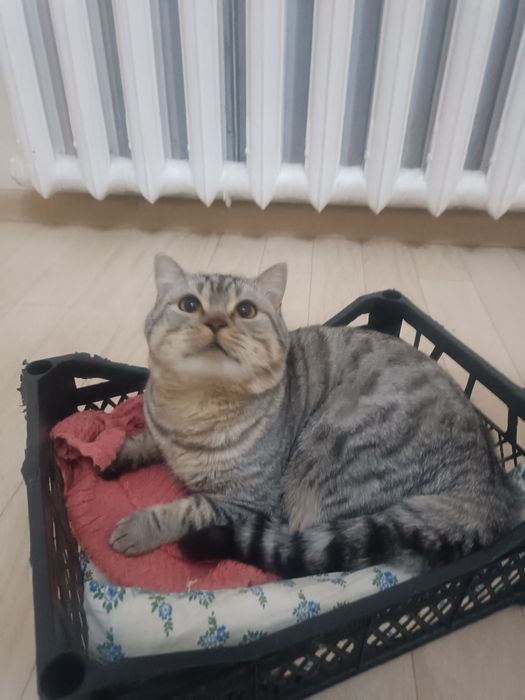 Шотландка Скоттиш Страйт