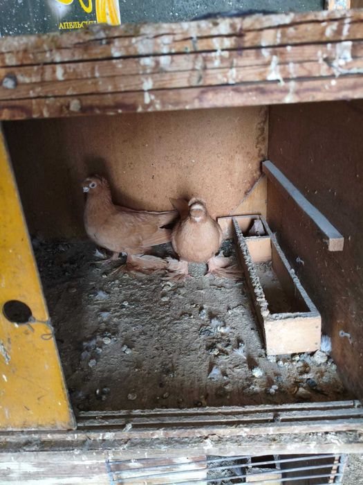 Голуби двухчубые