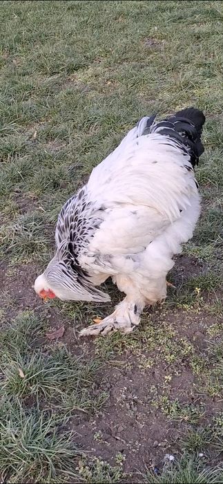 Cocoș  brahma herminat deschis linie foarte bună