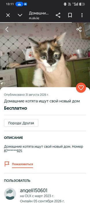 Отдам котенка мальчика