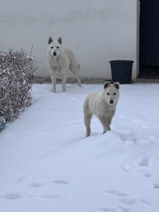 Лайка отдам бесплатно возраст 3 мес