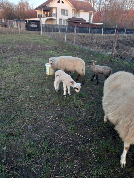 Oi carabase, bergamese