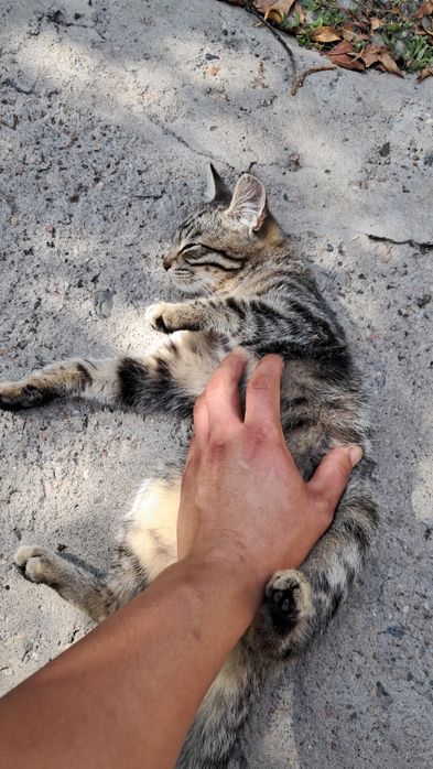 Котята 3 мальчика и 1 девочка очень красивые