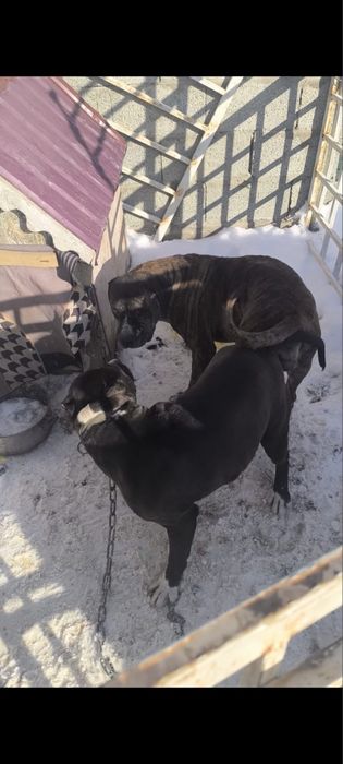 Питбуль щенки чистокровные