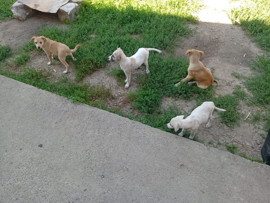 Donez cateii  in varsta de 3,5 luni sunt jucausi si ascultatori.