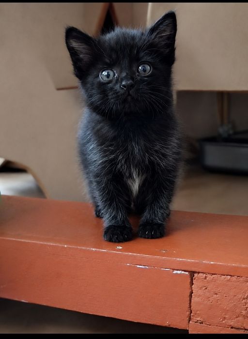 Котенок в поисках дома