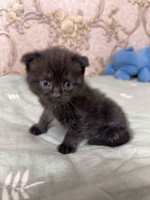 Продаются котята