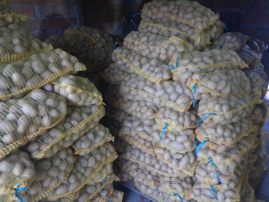 Картофи За Семе Клас А