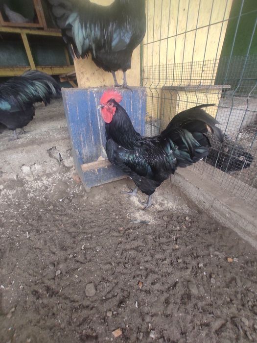 Australorp negru
