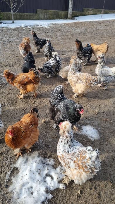 oua disponibile de moțate barboase încălțate