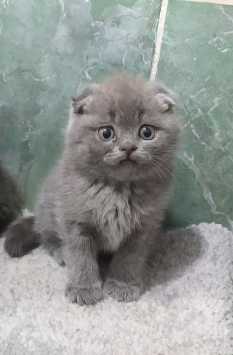 Чистокровные Шотландские Вислоухие котята Фолд