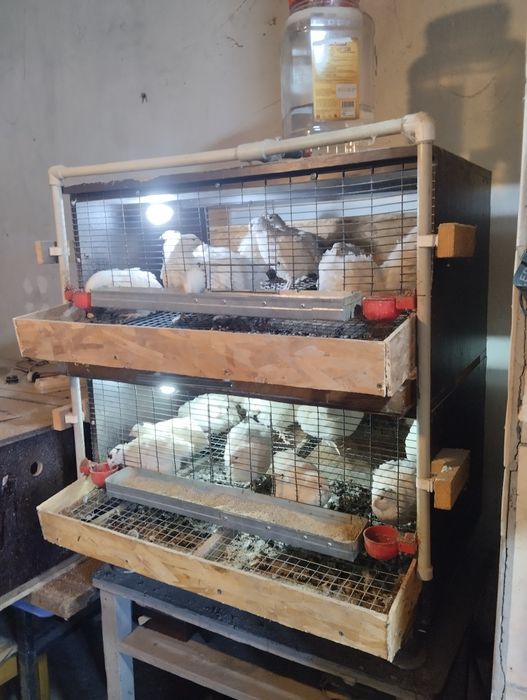 Перепёлки вместе с клеткой продам