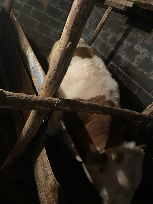 Продается бычок