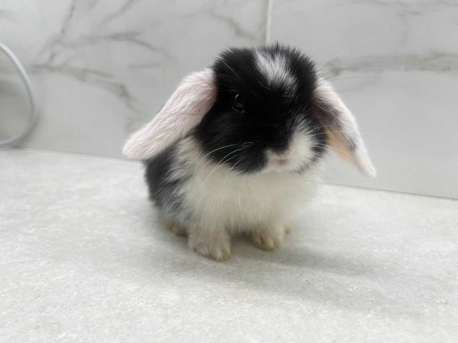 Mini Lop (Декоративный кролик) SPLIT