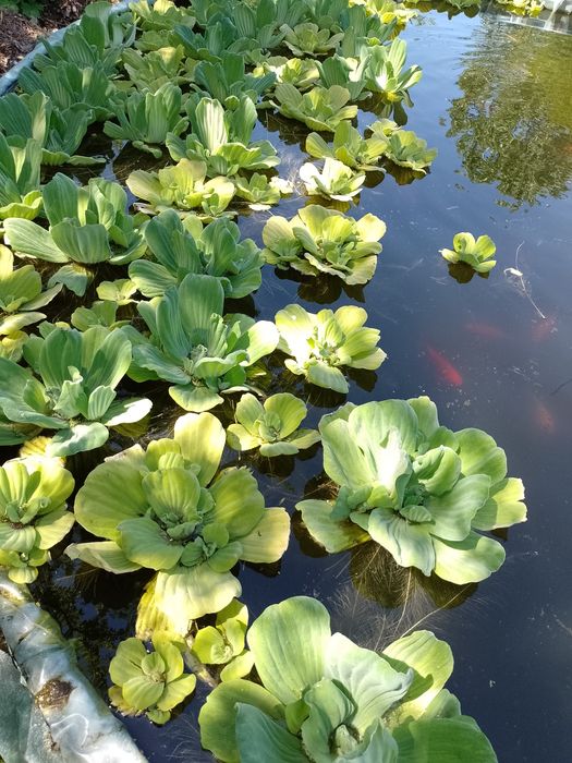 Salata de Nil-Pistia+Zambile amazoniene plante de apa plu
