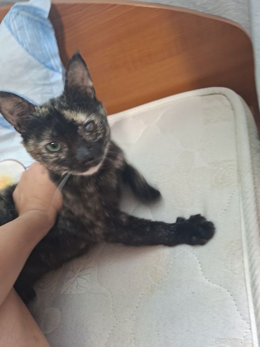 Коте Ари търси своя нов дом