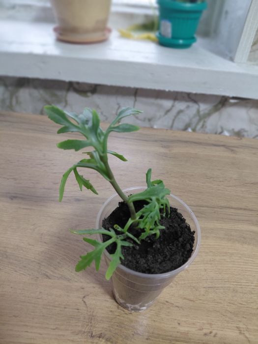 Продам комнатные цветы