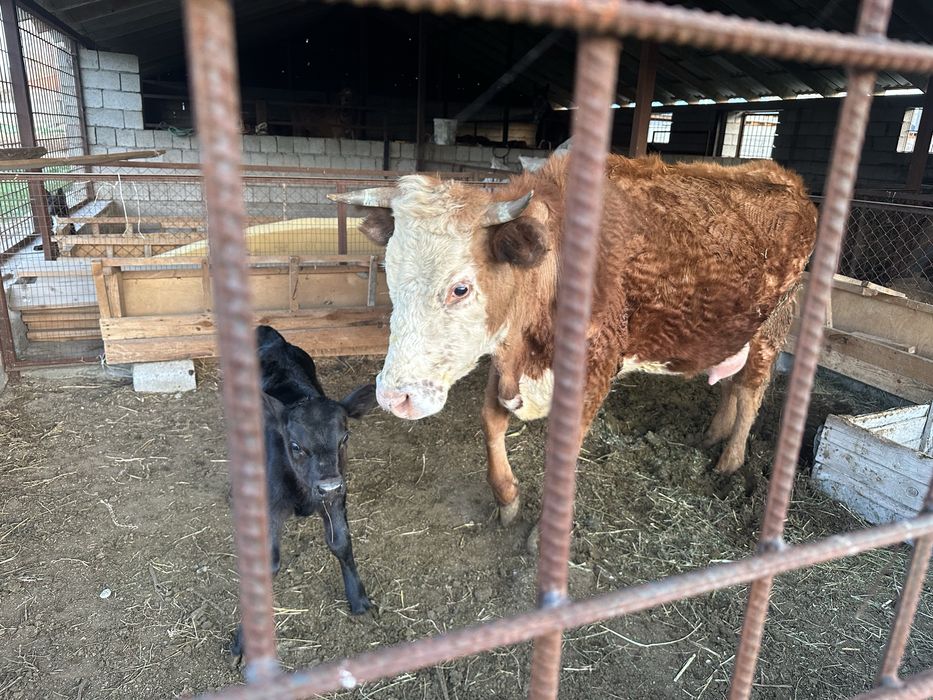 Сиыр бұзауымен сатылады