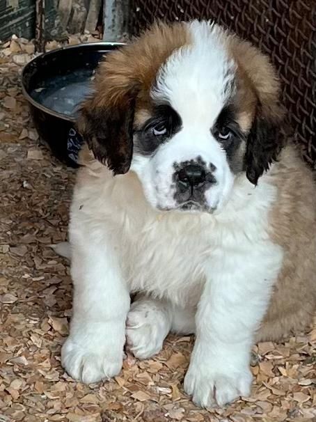 Сенбернар мальчик