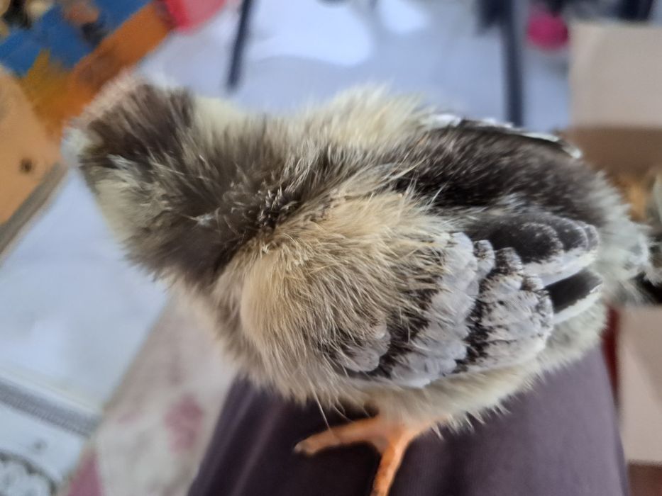 Пилета на 10 дни