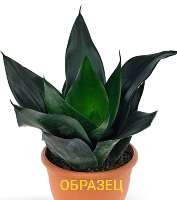Сансевиерии продам