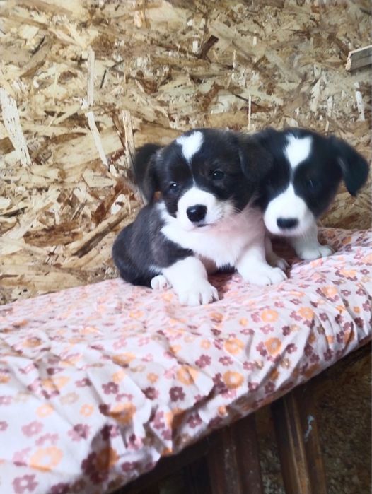 Щенки вельш корги кардиган