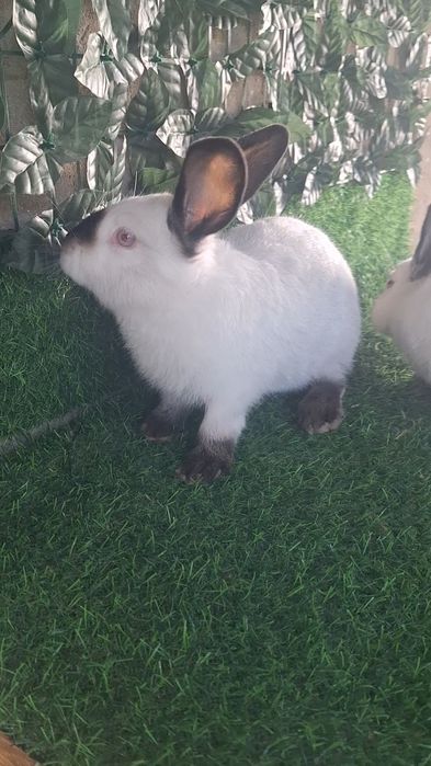 Кролики  Калифорния