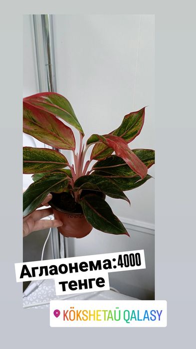 Аглаонема:4000 тенге