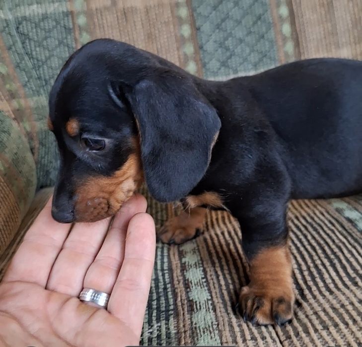 Cățel teckel (dachshund)