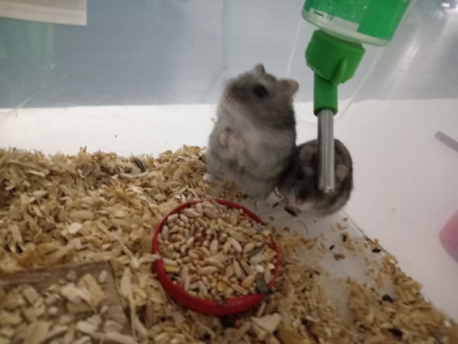 Animale  pentru adoptii