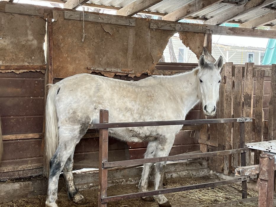 Екы бие сатылады Продам 2 кобыла