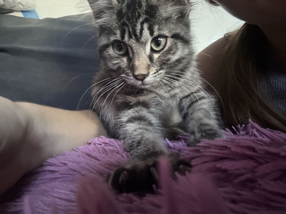 Котёнок ищет хозяев