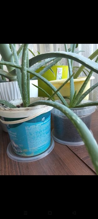 Продам алое вера