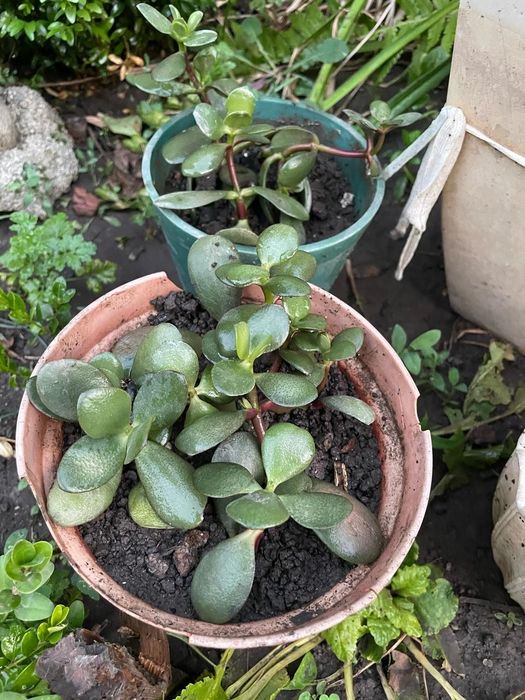 Продам комнатные цветы