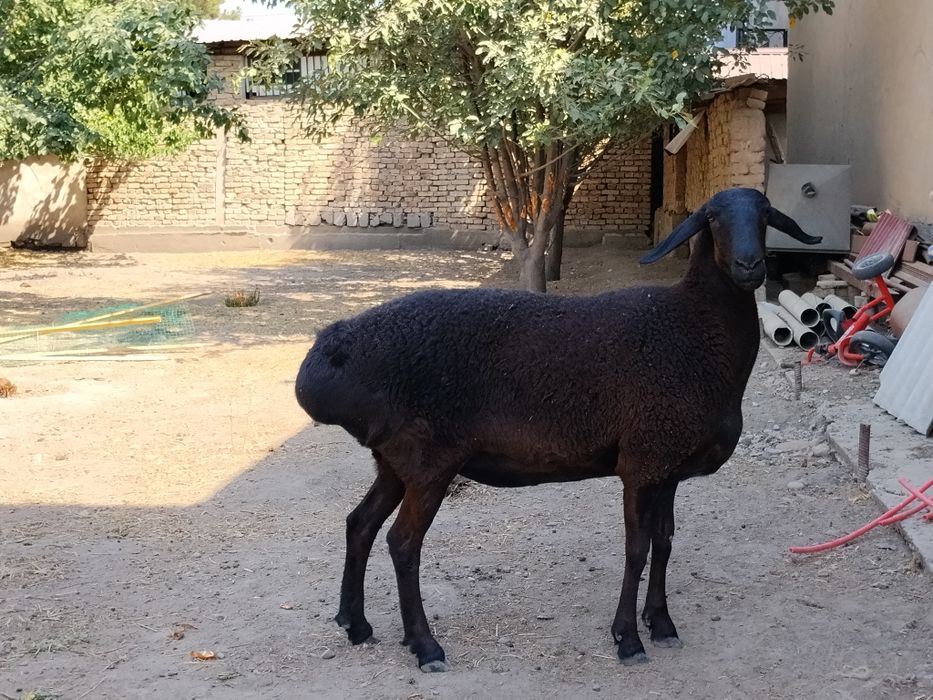 Hisori sovliq elita Sotiladi