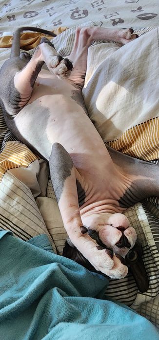 Нужна девочка сфинкс на вязку