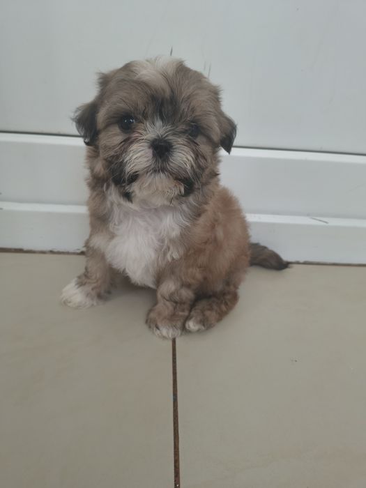 Shih Tzu in vârstă de 2 luni
