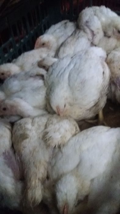 Vindem pui de carne si puicute outoare