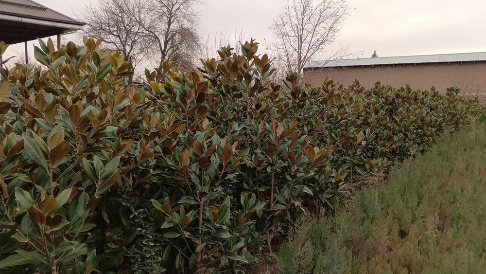 Магнолия гландифлора итальянский